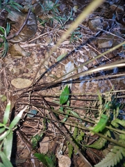 Parapolystichum munitum