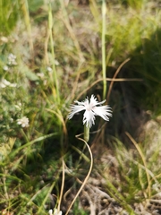 Dianthus lumnitzeri