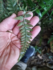 Parapolystichum munitum