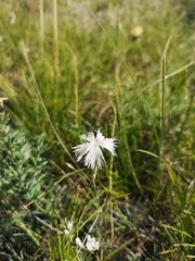 Dianthus lumnitzeri