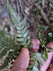 Parapolystichum munitum