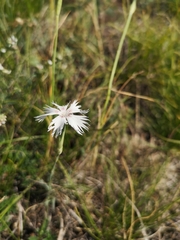Dianthus lumnitzeri