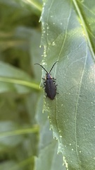 Polemius laticornis