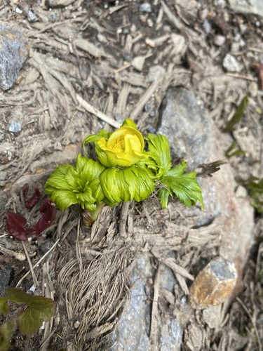 Trollius ranunculinus (Trollius ranunculinus)