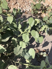 Abutilon berlandieri
