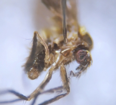 Trichomyiinae