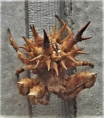 Pycnacantha