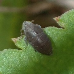 Macrotomella carinata