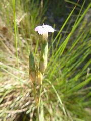Dianthus multiceps