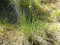 Dianthus multiceps