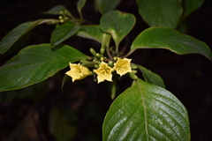 Hamelia xorullensis