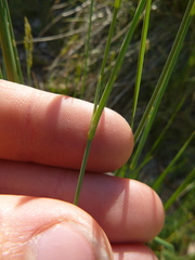 Dianthus multiceps