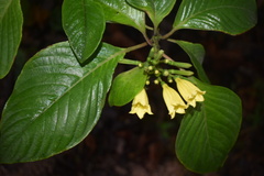 Hamelia xorullensis
