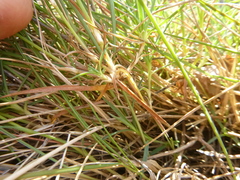Dianthus multiceps