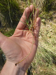 Dianthus multiceps