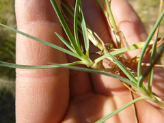 Dianthus multiceps