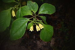 Hamelia xorullensis