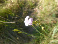 Dianthus multiceps