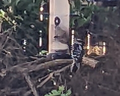 Dryobates pubescens