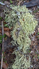 Evernia divaricata