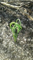 Albuca spiralis