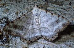 Digrammia denticulata