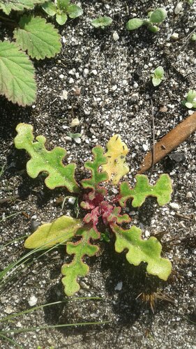 Cleretum herrei (Cleretum herrei)
