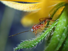 Pimpla marginella