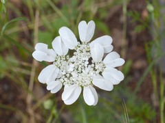 Orlaya grandiflora