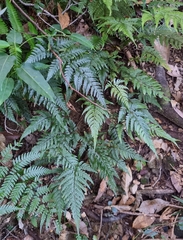 Parapolystichum munitum