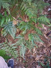 Parapolystichum munitum