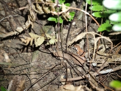 Parapolystichum munitum