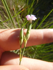 Dianthus multiceps