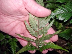 Parapolystichum munitum