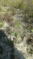 Othonna stenophylla