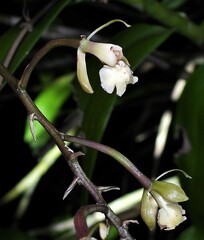 Epidendrum densiflorum