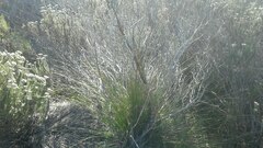 Schoenus inconspicuus