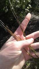 Schoenus inconspicuus