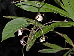 Epidendrum densiflorum
