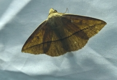 Ugia
