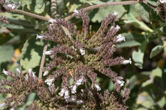 Eriodictyon traskiae