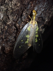 Protohermes grandis