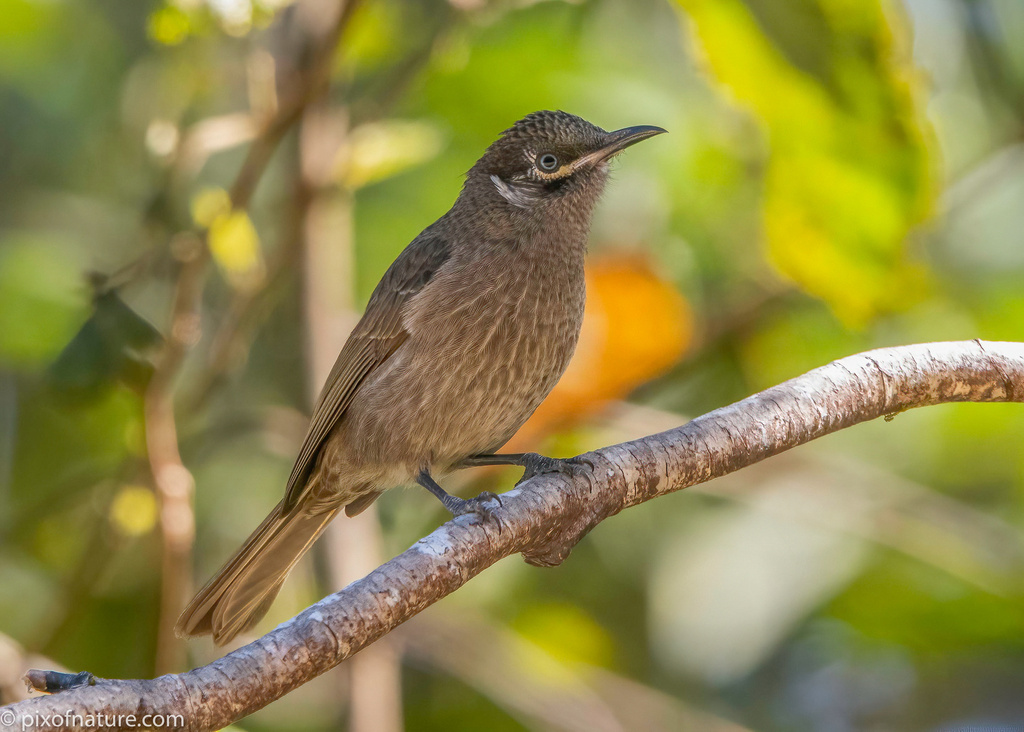 Eungella Honeyeater