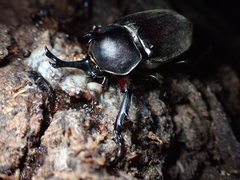 Trypoxylus dichotomus septentrionalis