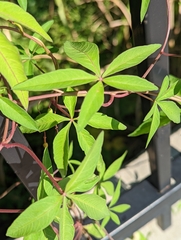 Ipomoea heptaphylla