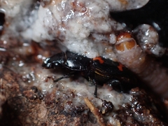 Glischrochilus japonius