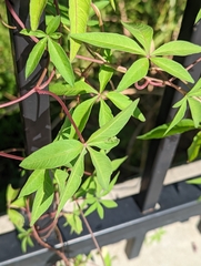 Ipomoea heptaphylla