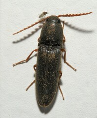 Megapenthes insignis