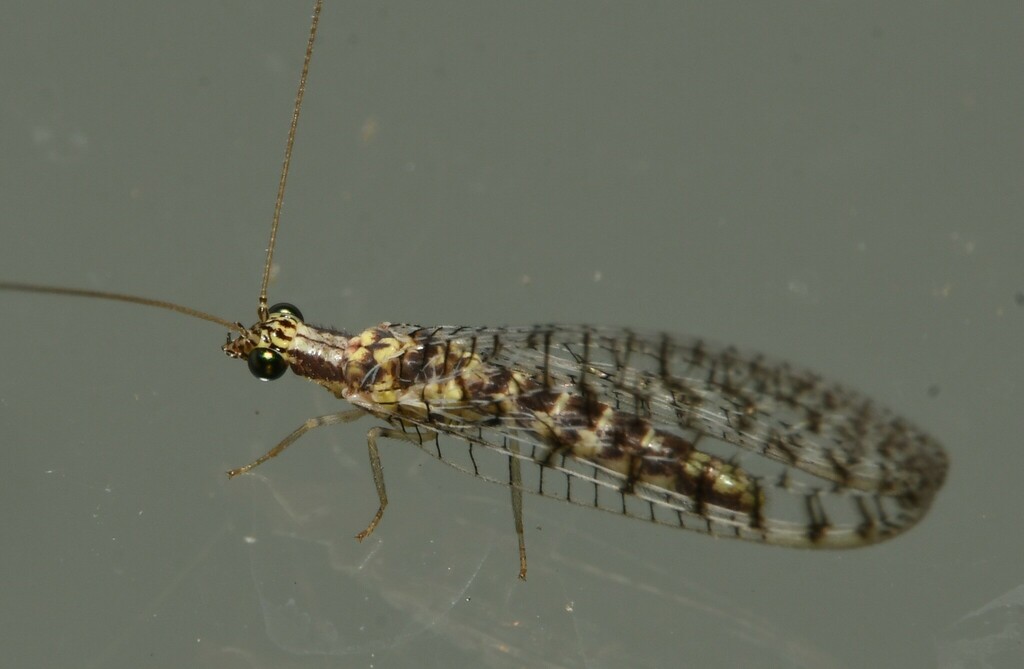 Eremochrysa fraterna