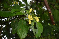 Hamelia xorullensis